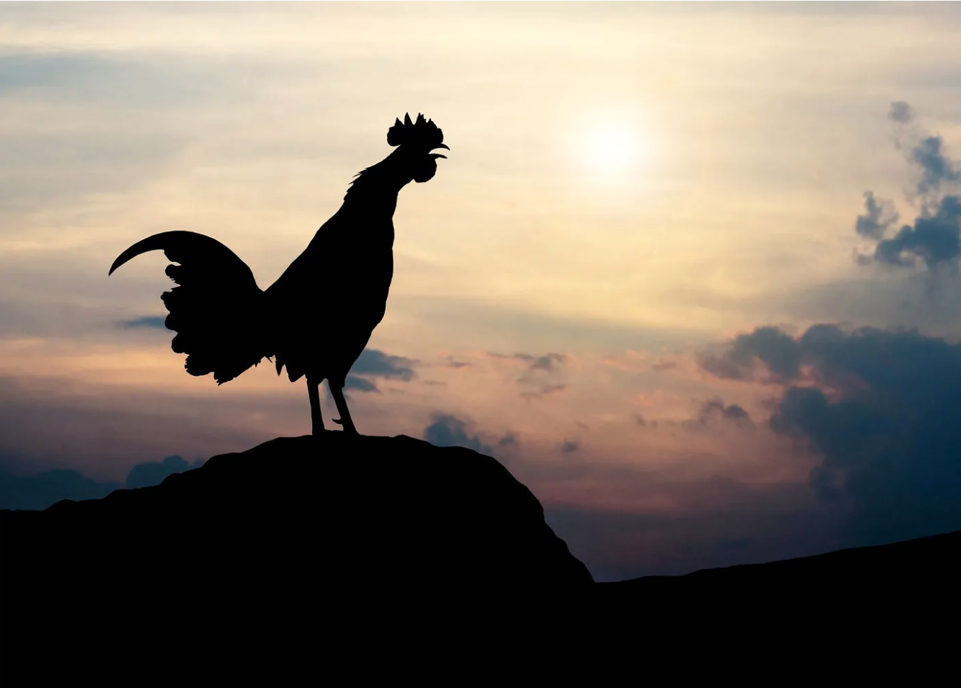 Silhouette of a rooster demonstrating excellence by crowing at sunrise.
